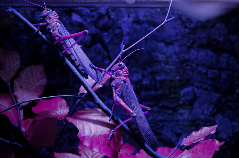Free stock image of Wild Grasshoppers created by Pixabay