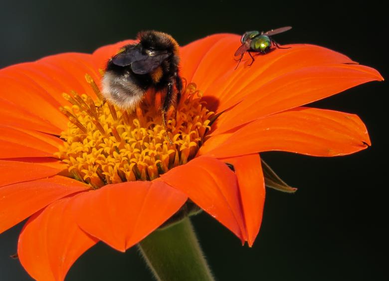 Free stock image of Hummel Bee Pollinating created by Pixabay