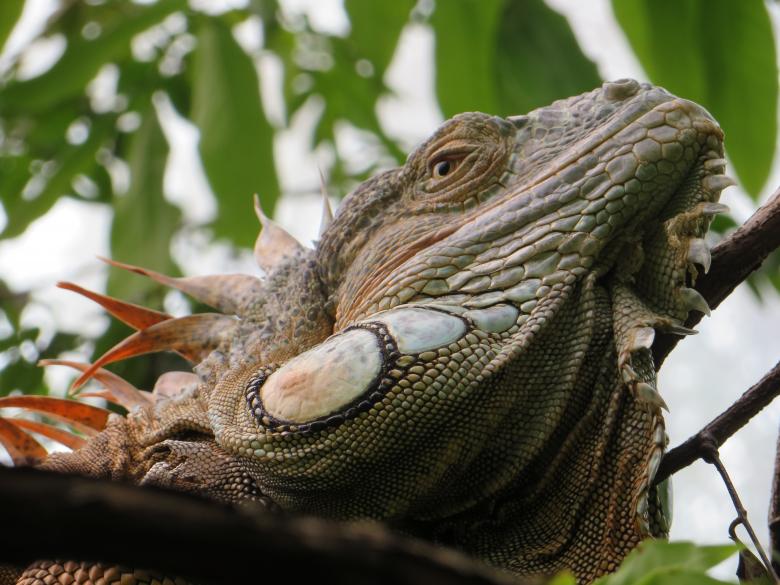 Free stock image of Wild Iguana created by Pixabay
