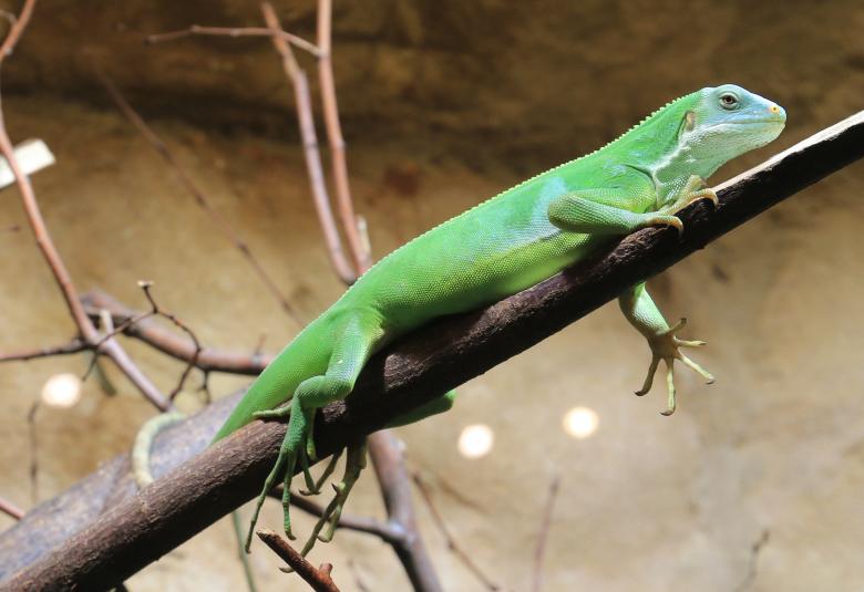 Free stock image of Green Iguana created by Pixabay