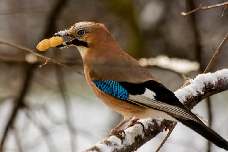 Free stock image of Jay in Winter created by Pixabay