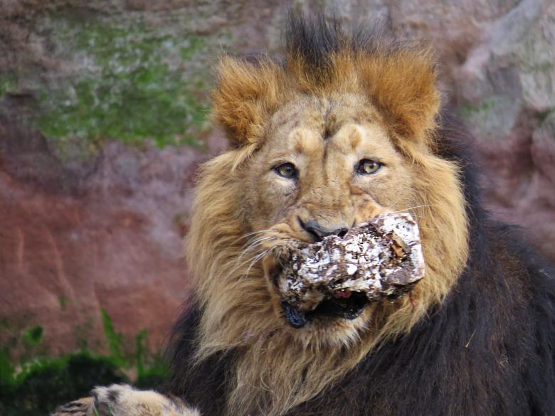 Free stock image of King of the Jungle created by Pixabay