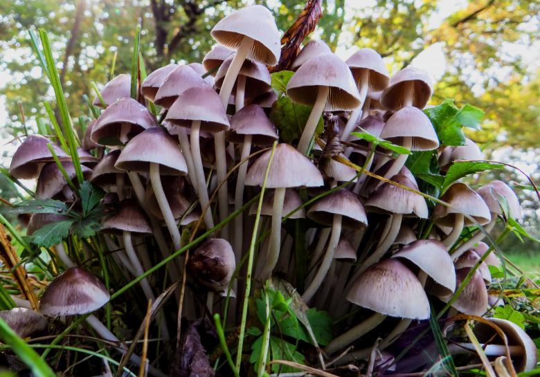 Free stock image of Wild Mushrooms created by Pixabay