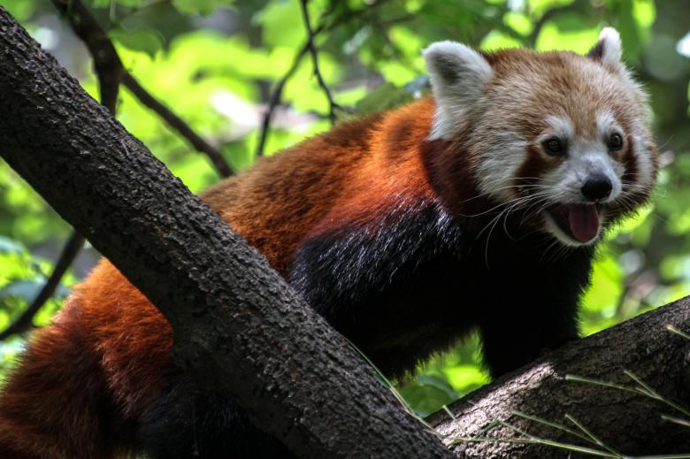 Free stock image of Red panda created by Pixabay