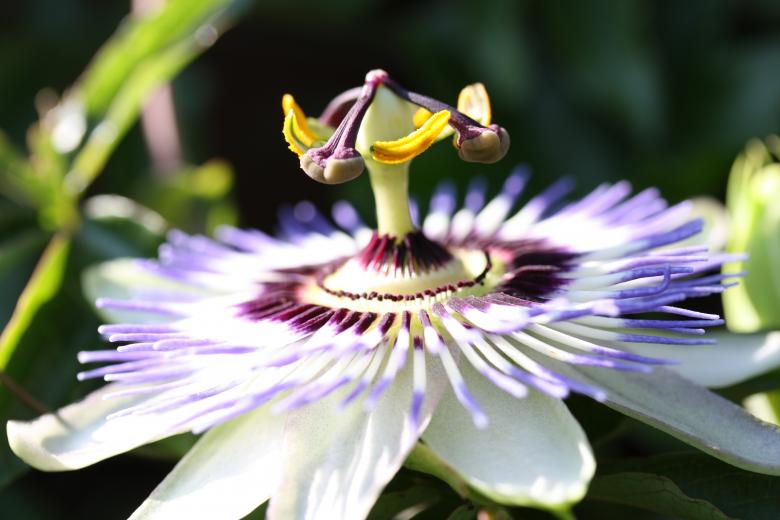 Free stock image of Passion Flower created by Pixabay