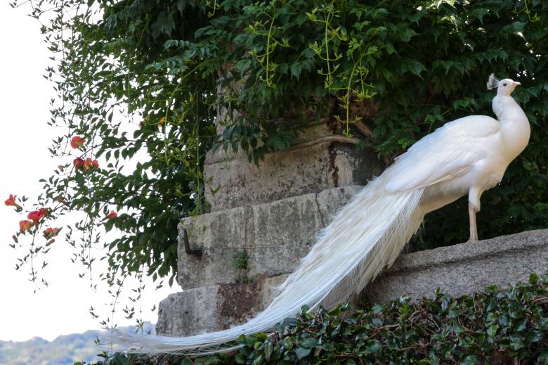 Free stock image of White peacock created by Pixabay