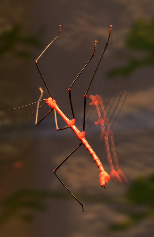 Free stock image of Stick Insect created by Pixabay