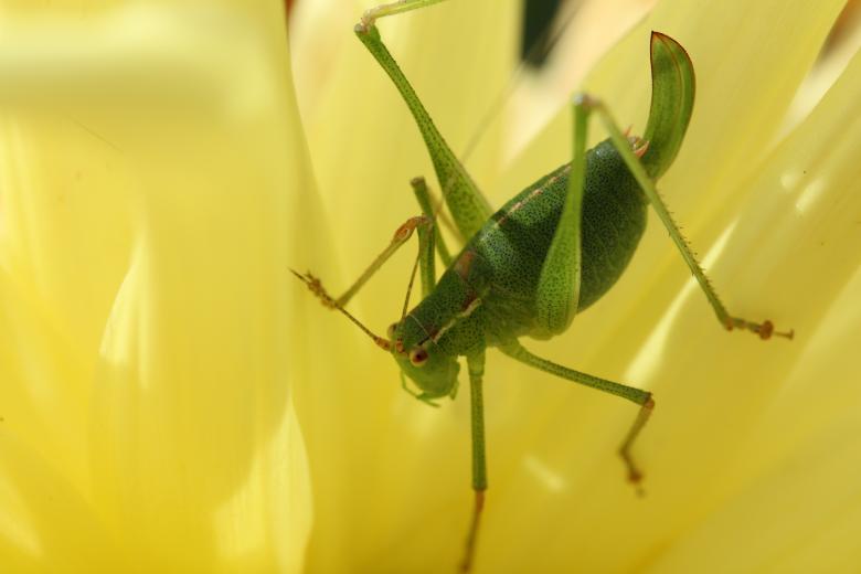 Free stock image of Viridissima created by Pixabay