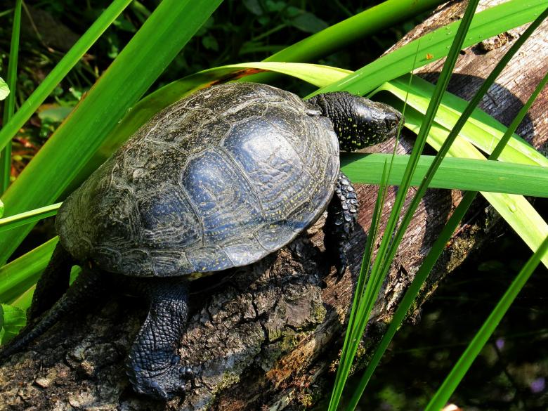 Free stock image of Water Turtle created by Pixabay
