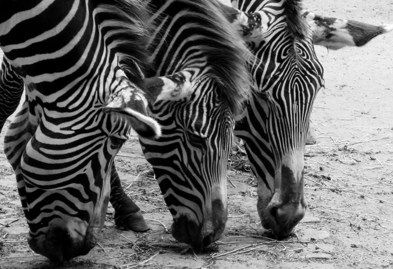 Free stock image of Wild Zebras created by Pixabay