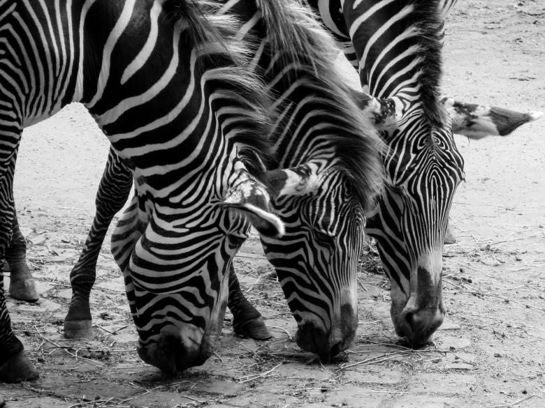 Free stock image of Wild Zebras created by Pixabay