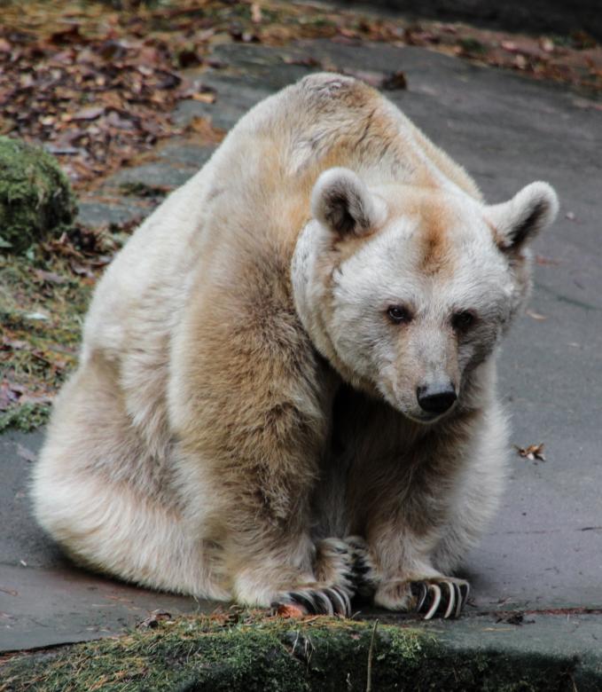 Free stock image of Wild Bear created by Pixabay