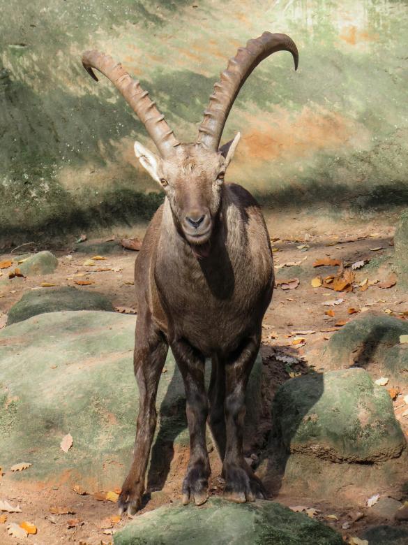 Free stock image of Wild Capricorn created by Pixabay