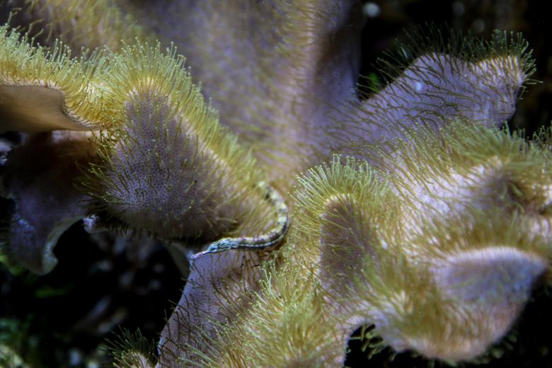 Free stock image of Coral Reef created by Pixabay