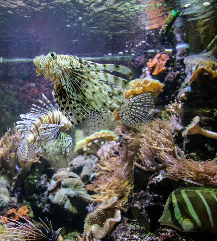 Free stock image of Devil Fish created by Pixabay