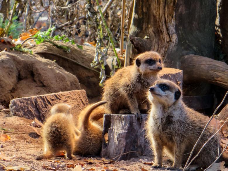 Free stock image of Wild Meerkats created by Pixabay