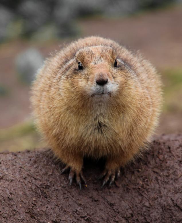 Free stock image of Wild Gopher created by Pixabay