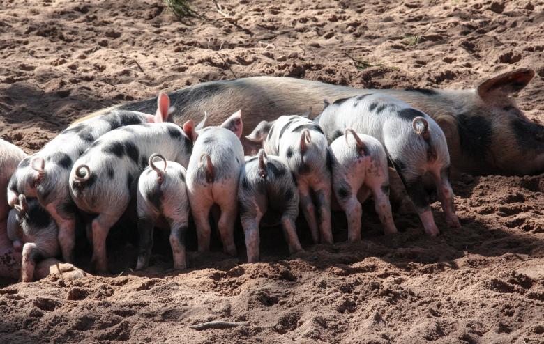 Free stock image of Pig Feed created by Pixabay