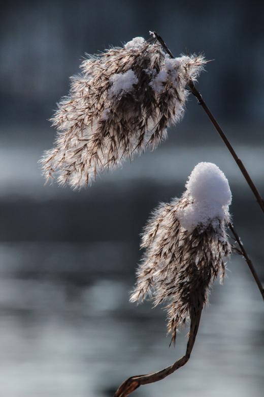 Free stock image of Frozen Reed created by Pixabay