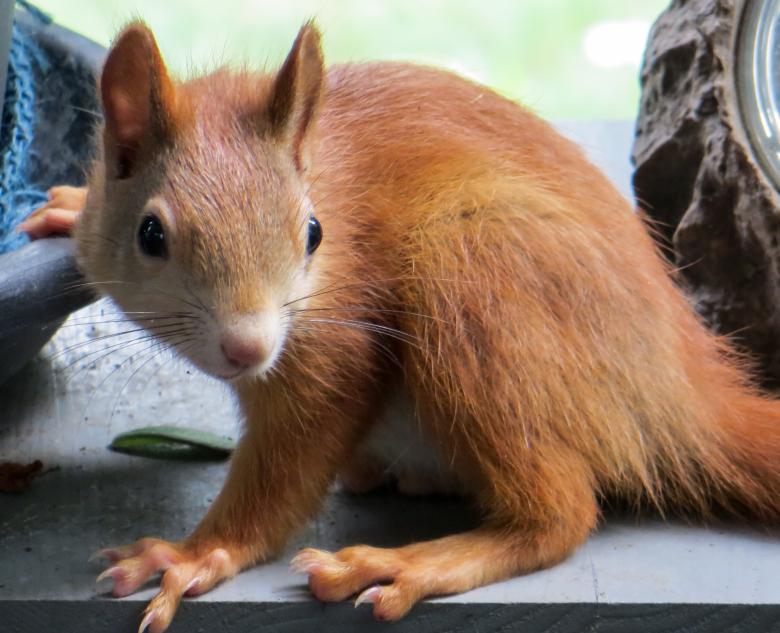 Free stock image of Wild Squirrel created by Pixabay
