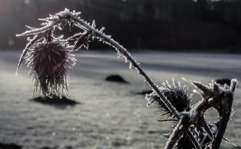 Free stock image of Frozen Thistle created by Pixabay