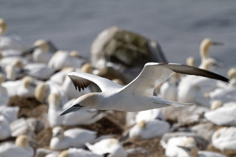 Free stock image of Gannet created by Geoffrey Whiteway