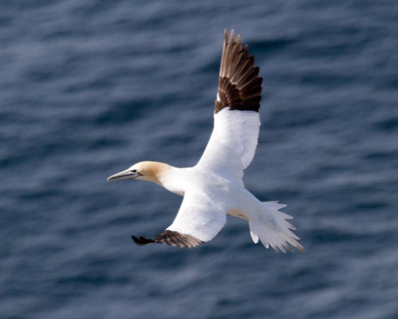 Free stock image of Gannet created by Geoffrey Whiteway