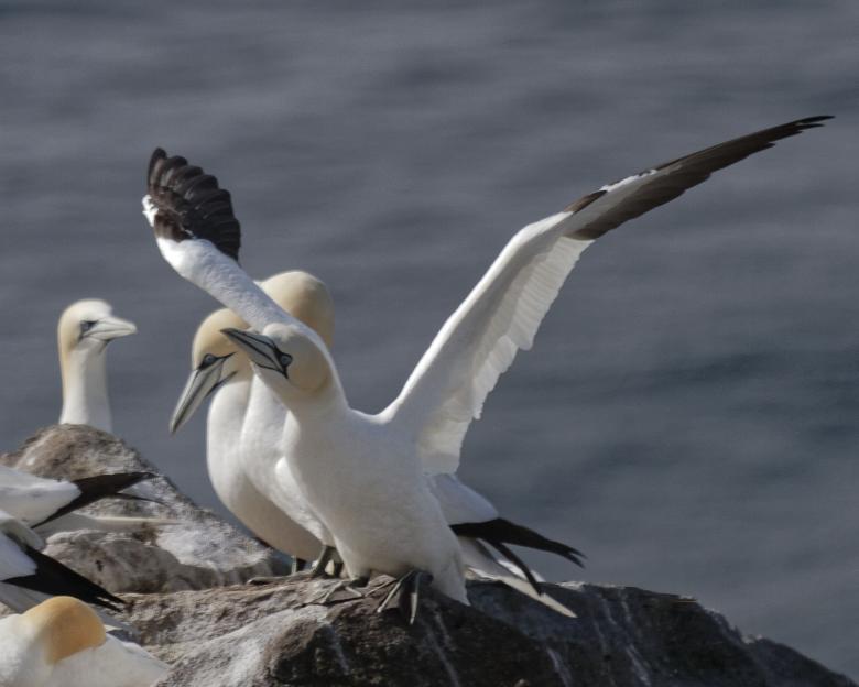 Free stock image of Gannet created by Geoffrey Whiteway