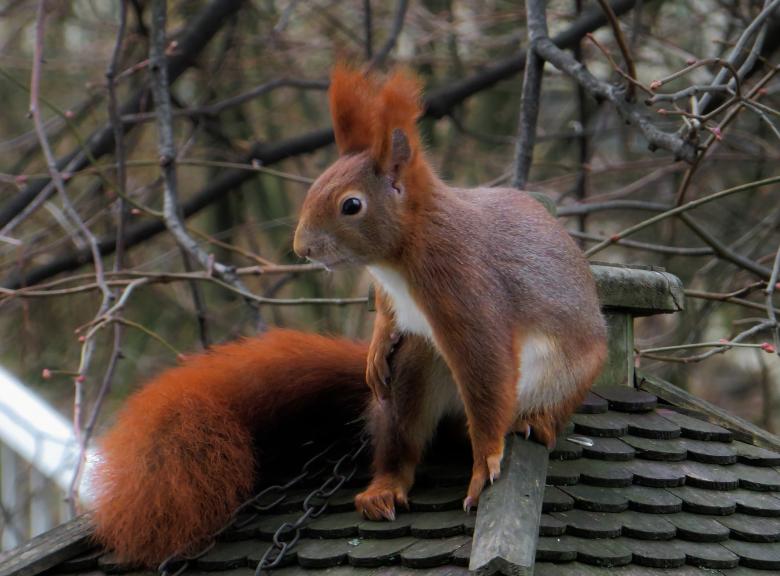 Free stock image of Wild Squirrel created by Pixabay