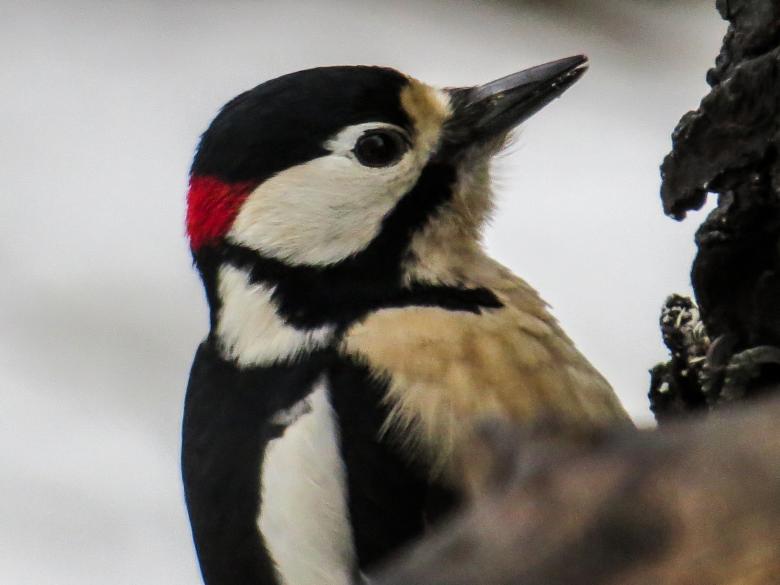Free stock image of Wild Bird created by Pixabay