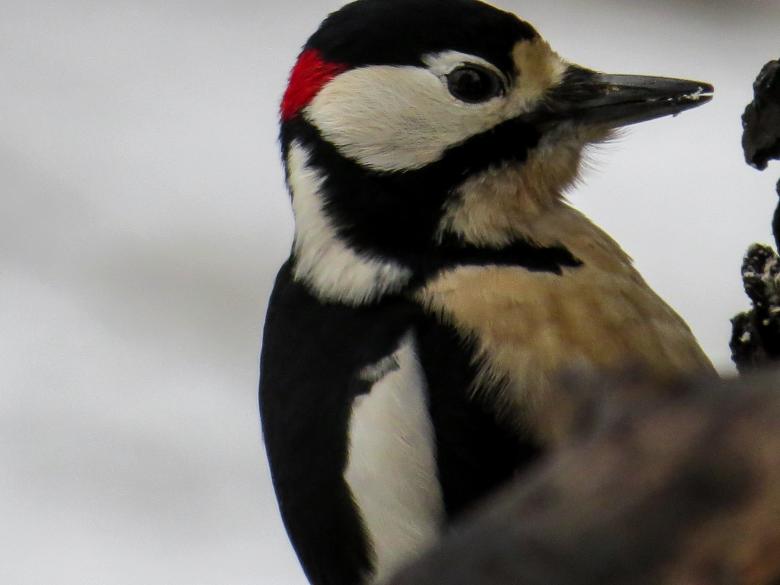 Free stock image of Wild Bird created by Pixabay