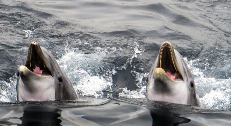 Free stock image of Dolphins in the Sea created by Pixabay