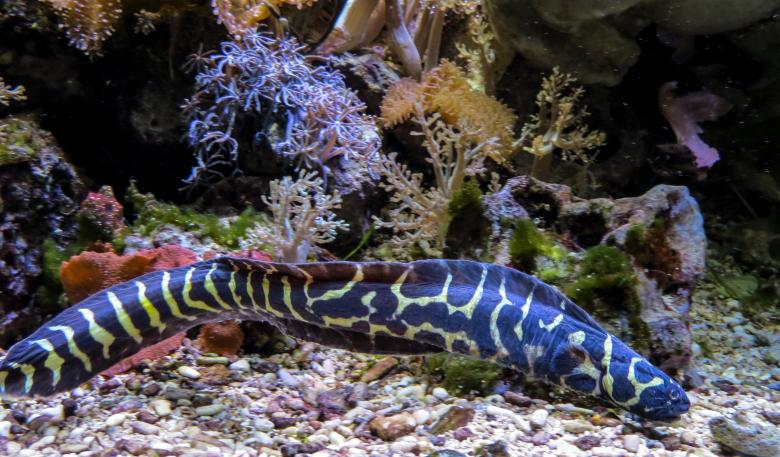Free stock image of Eel in the Ocean created by Pixabay