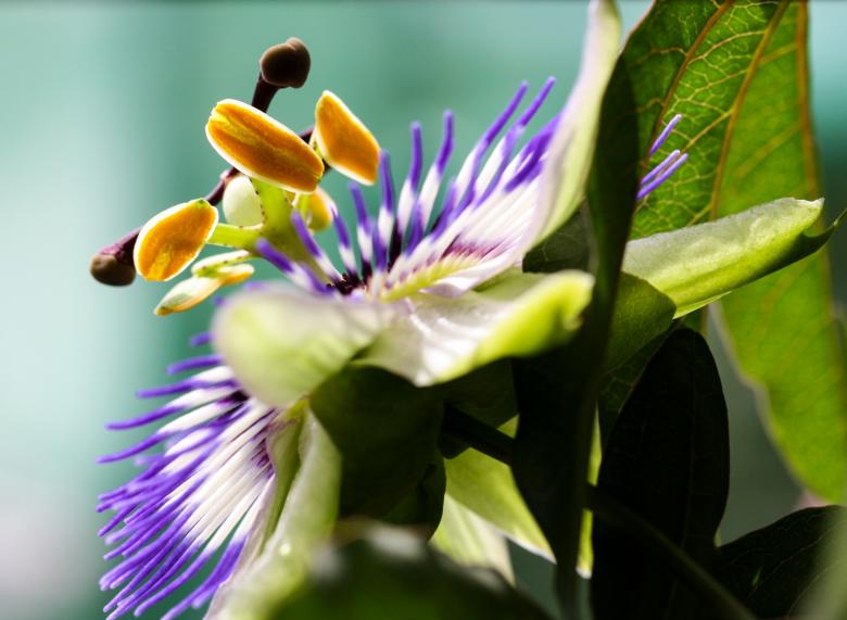 Free stock image of Fresh Flowers created by Pixabay