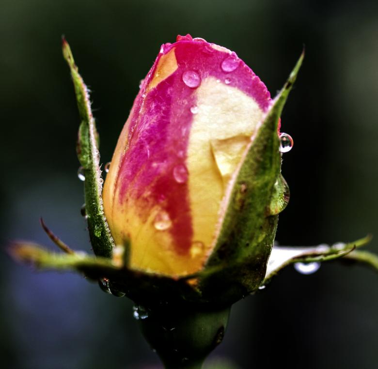 Free stock image of Fresh Flowers created by Pixabay