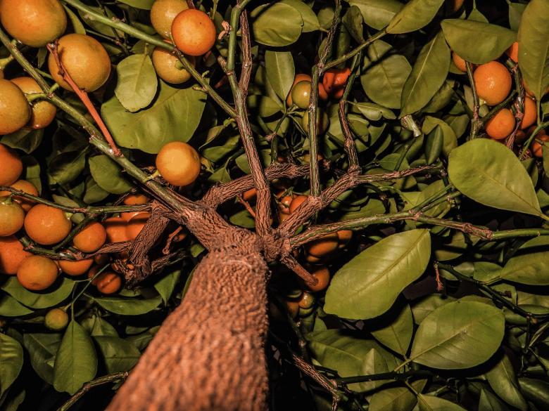 Free stock image of Wild Oranges created by Pixabay