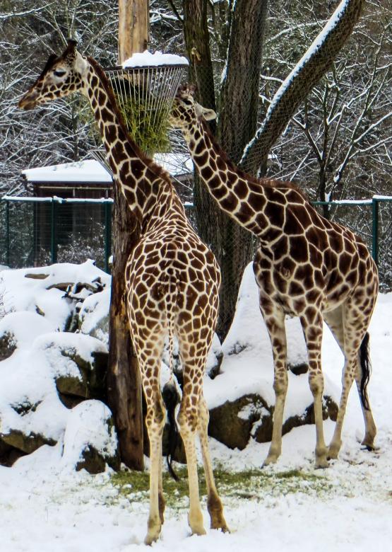 Free stock image of Giraffe Couple created by Pixabay