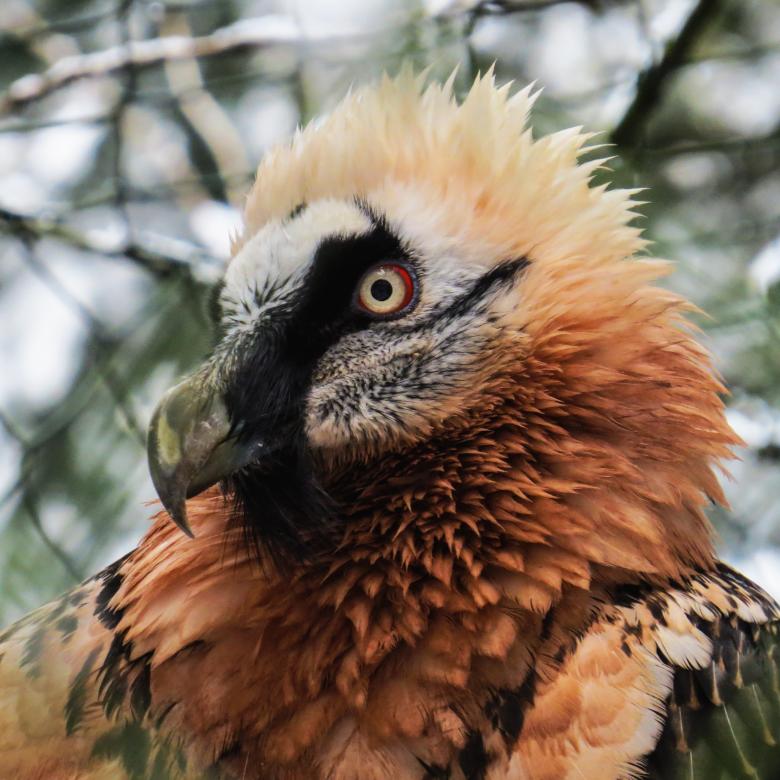 Free stock image of Wild Harpie created by Pixabay