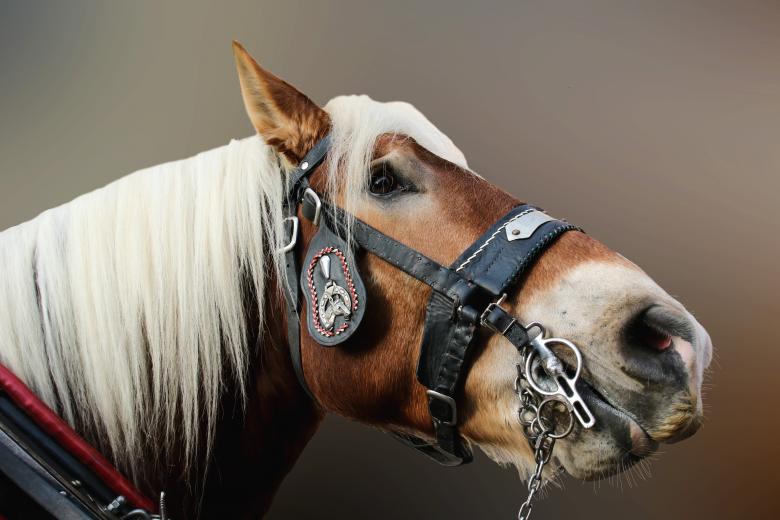 Free stock image of Horse Closeup created by Pixabay