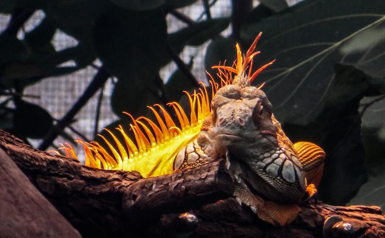 Free stock image of Wild Iguana created by Pixabay