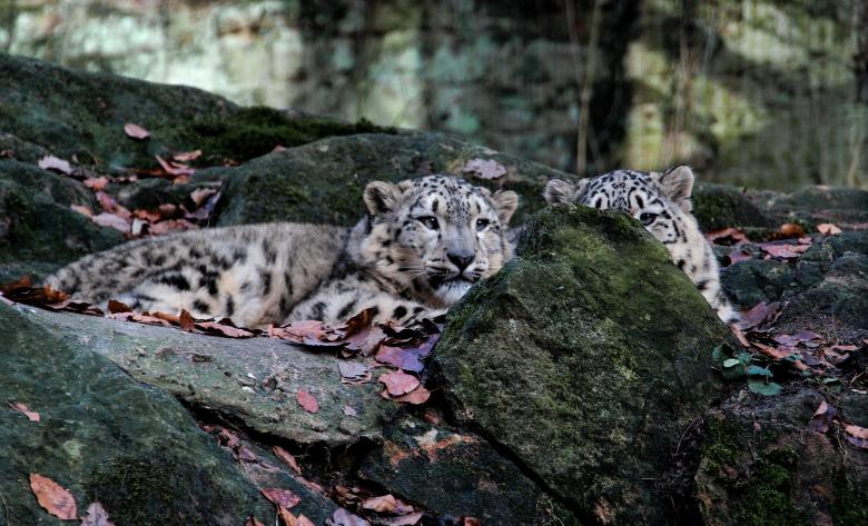 Free stock image of Wild Lynx created by Pixabay