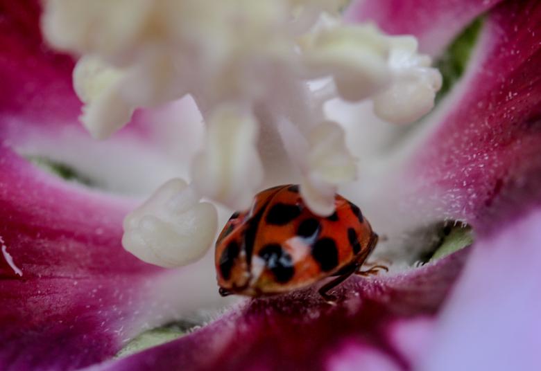 Free stock image of Ladybug on the Flower created by Pixabay