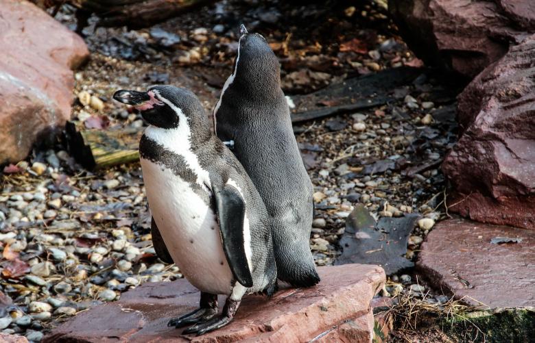 Free stock image of Penguin Couple created by Pixabay