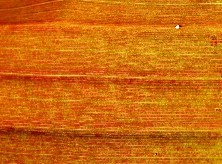 Free stock image of Plant Texture created by Pixabay