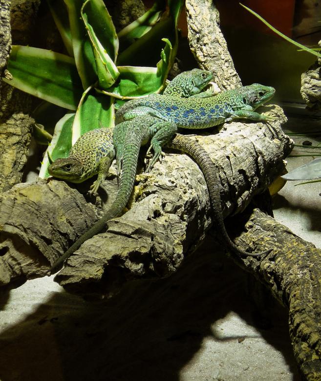 Free stock image of Reptiles in the Zoo created by Pixabay