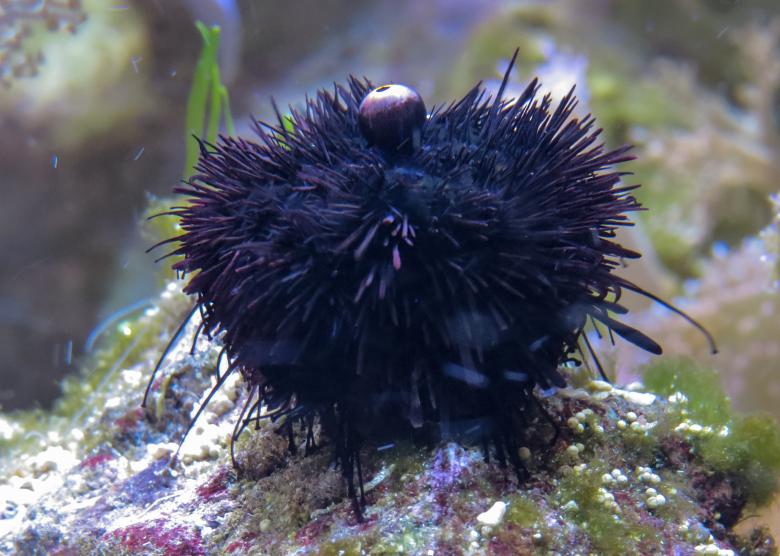 Free stock image of Sea Urchins created by Pixabay