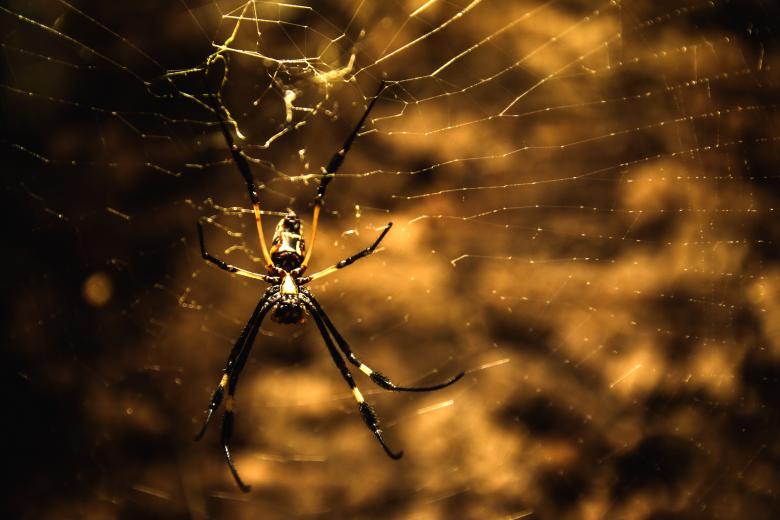 Free stock image of Wild Spider created by Pixabay