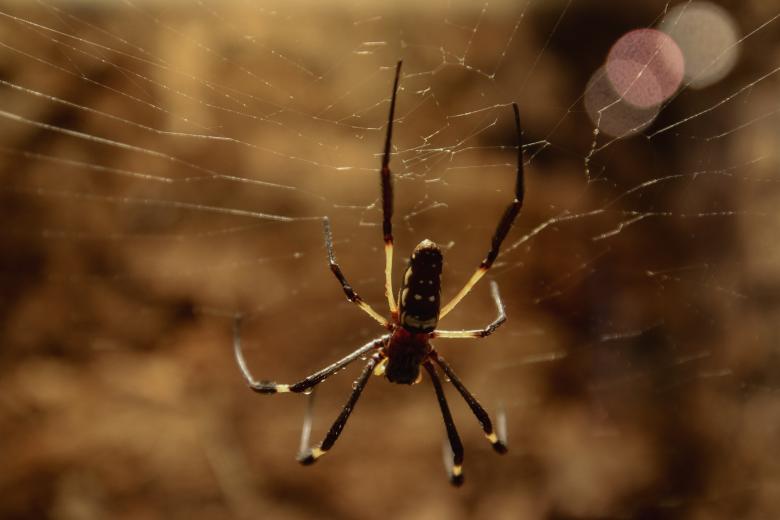 Free stock image of Wild Spider created by Pixabay