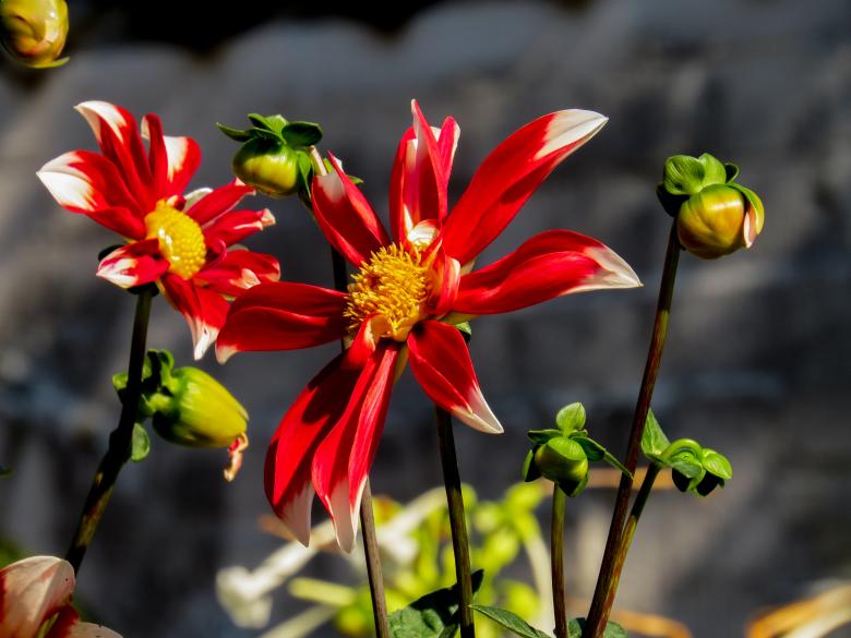 Free stock image of Fresh Flowers created by Pixabay