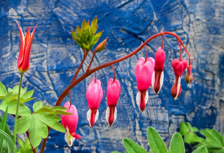 Free stock image of Blooming Flowers created by Pixabay